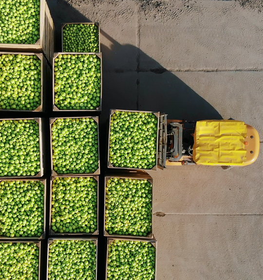 logistica fructe 1